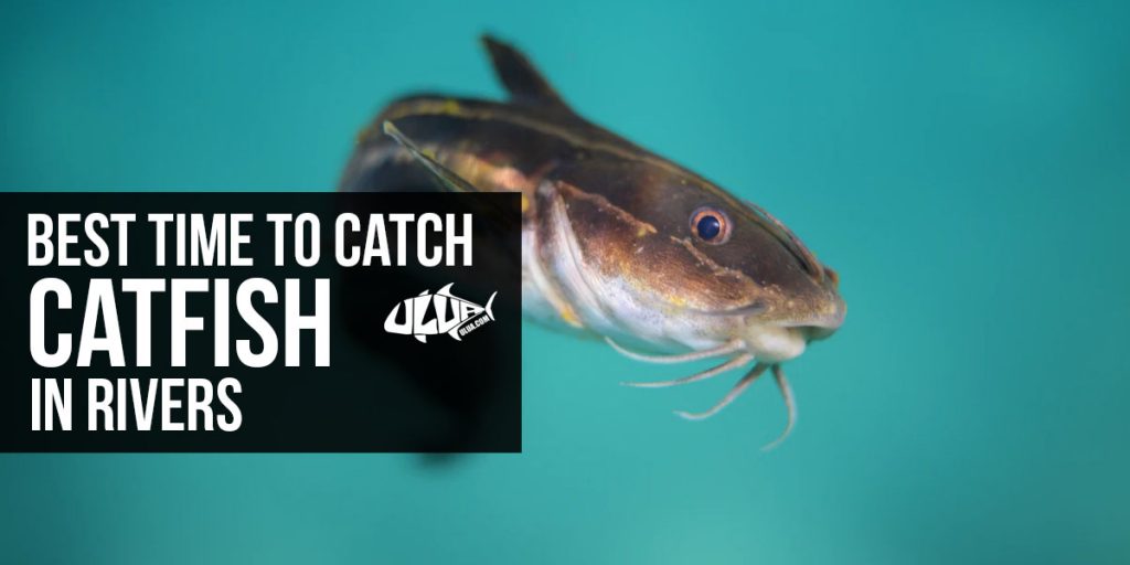 Best Time to Catch Catfish in Rivers